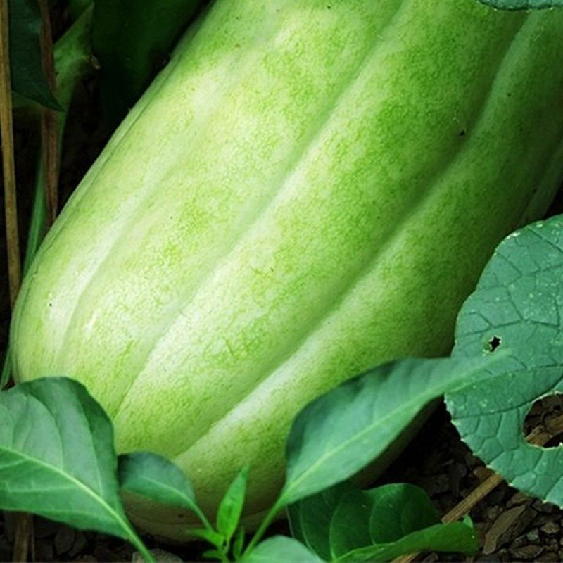 青龙菜瓜种子脆瓜种子汁多味清香生食凉拌腌制水果蔬菜种子