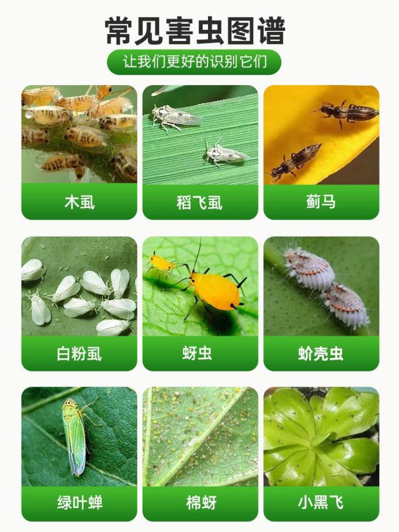 70%噻虫嗪茶树茶小绿叶蝉黄瓜蚜虫白粉虱蓟马小黑飞虱农药