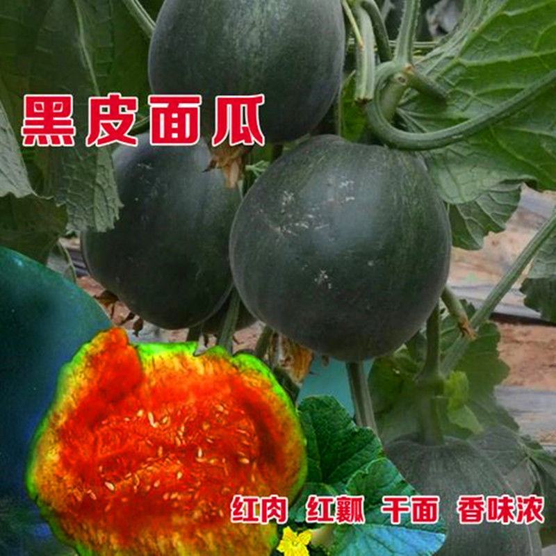 黑皮面瓜种子黑皮甜香瓜大黑皮面瓜种子香瓜春季播种瓜果蔬菜