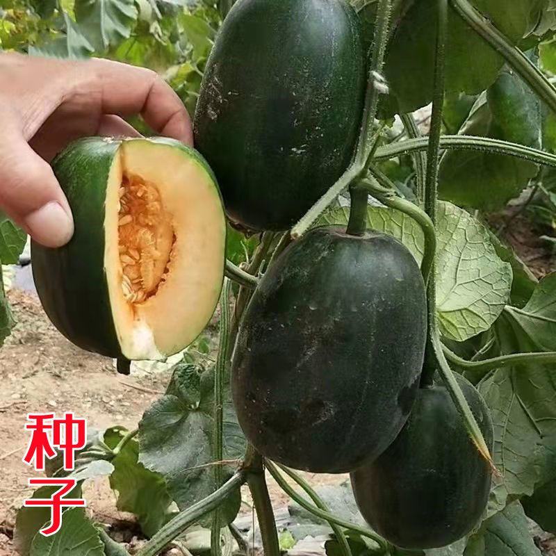 黑皮面瓜种子黑皮甜香瓜大黑皮面瓜种子香瓜春季播种瓜果蔬菜