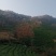 信阳毛尖商城高山茶