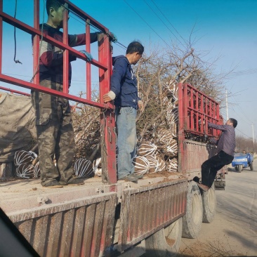 3到8公分桃树带土球，蟠桃，黄金蜜，映霜红等桃树，