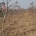 3到8公分桃树带土球，蟠桃，黄金蜜，映霜红等桃树，
