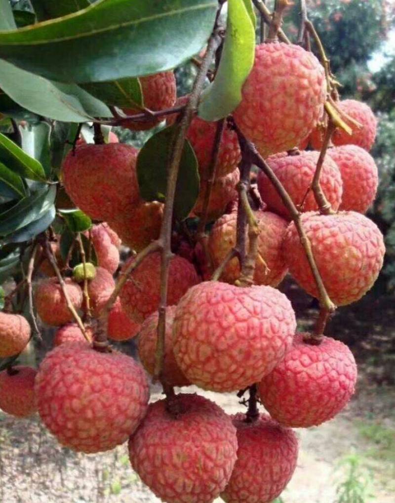 白糖罂