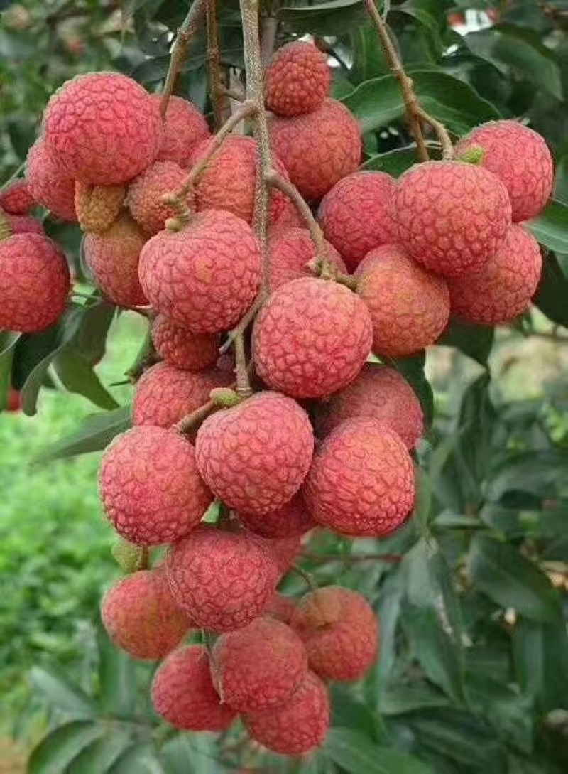 白糖罂
