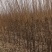 1到3公分李子苗。自己家苗圃出售，处理，苗子质量不用担忧