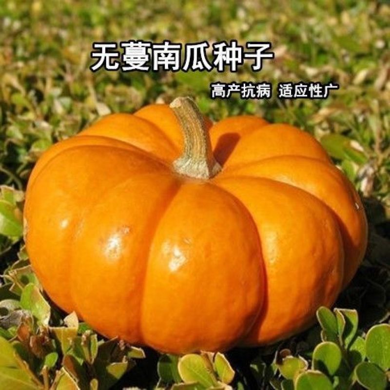 无蔓一号南瓜米种子一代杂交肉质甘绵高产菜园大田种植