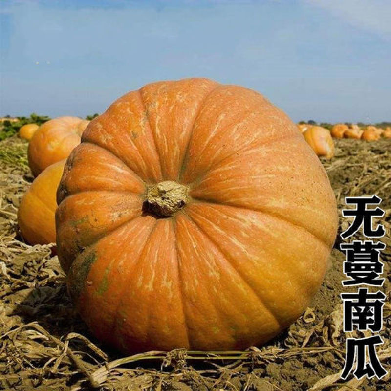 无蔓一号南瓜米种子一代杂交肉质甘绵高产菜园大田种植