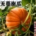 无蔓一号南瓜米种子一代杂交肉质甘绵高产菜园大田种植
