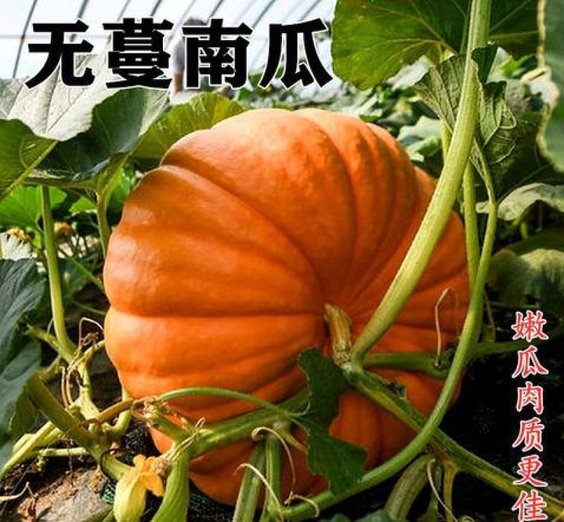 无蔓一号南瓜米种子一代杂交肉质甘绵高产菜园大田种植