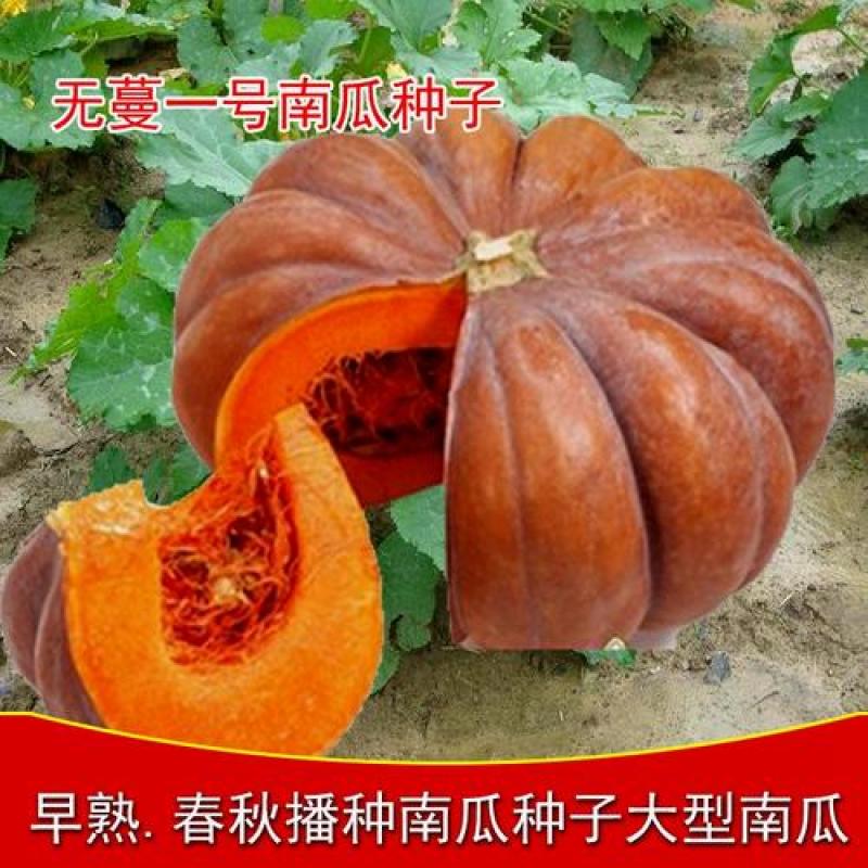 无蔓一号南瓜米种子一代杂交肉质甘绵高产菜园大田种植