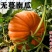 无蔓一号南瓜米种子一代杂交肉质甘绵高产菜园大田种植