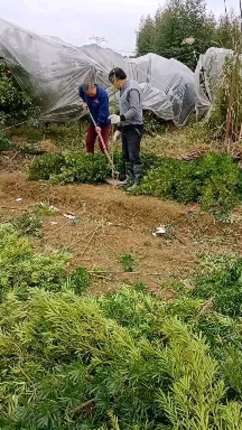 50-120公罗汉松清场货地径1.5-3公分占地苗退耕苗