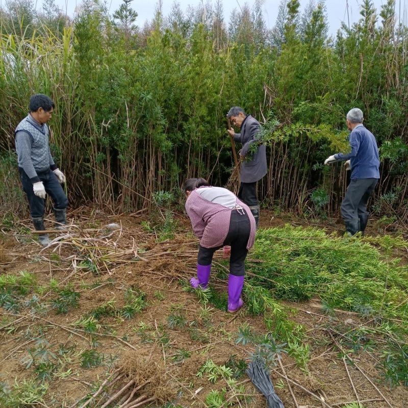 50-120公罗汉松清场货地径1.5-3公分占地苗退耕苗