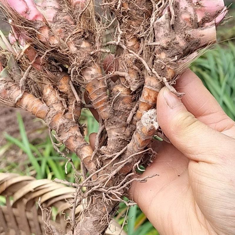 纯野生石菖蒲，烤干，去毛，鲜货！一斤起售！