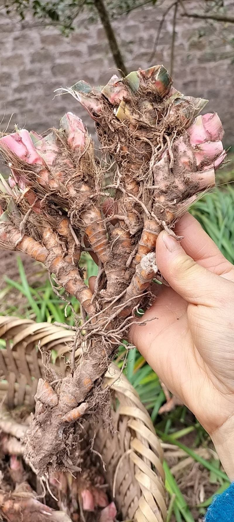 纯野生石菖蒲，烤干，去毛，鲜货！一斤起售！
