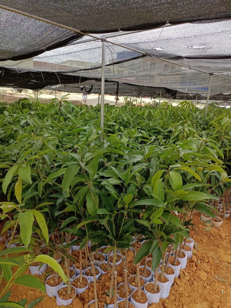 四季蜜芒果苗，大量现货，自种自销，成活率高欢迎电联