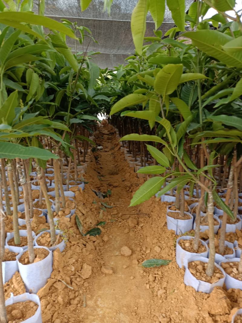 四季蜜芒果苗，大量现货，自种自销，成活率高欢迎电联