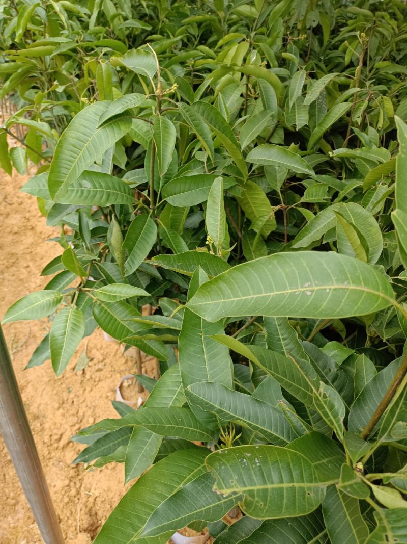 四季蜜芒果苗，大量现货，自种自销，成活率高欢迎电联