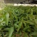 四季蜜芒果苗，大量现货，自种自销，成活率高欢迎电联