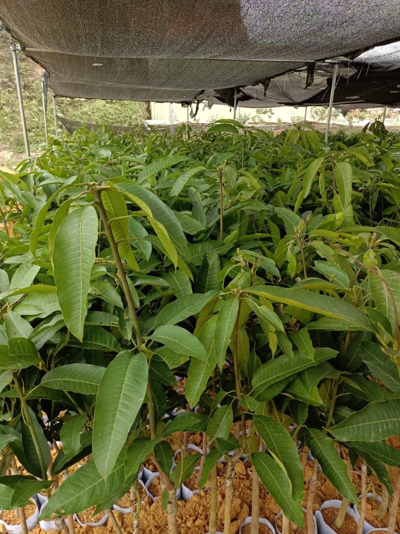 四季蜜芒果苗，大量现货，自种自销，成活率高欢迎电联