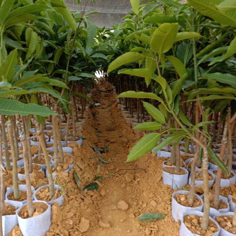 四季蜜芒果苗，大量现货，自种自销，成活率高欢迎电联