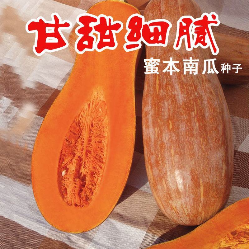 早熟蜜本南瓜种子超甜粉面高产春秋四季蔬菜阳台盆栽密本南瓜