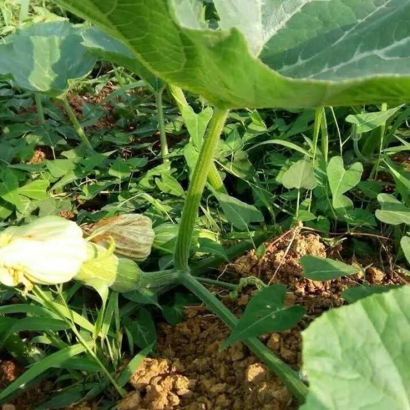 早熟蜜本南瓜种子超甜粉面高产春秋四季蔬菜阳台盆栽密本南瓜