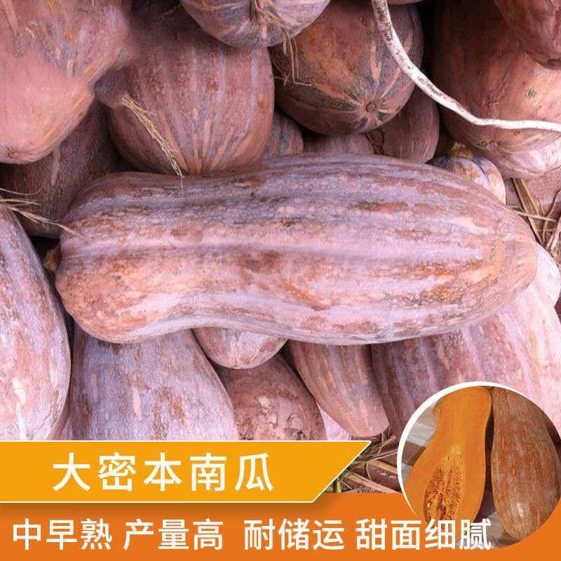 早熟蜜本南瓜种子超甜粉面高产春秋四季蔬菜阳台盆栽密本南瓜