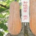 早熟蜜本南瓜种子超甜粉面高产春秋四季蔬菜阳台盆栽密本南瓜