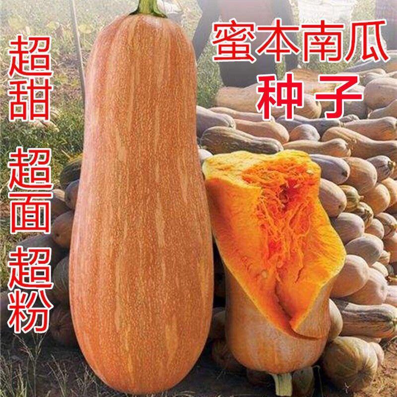 早熟蜜本南瓜种子超甜粉面高产春秋四季蔬菜阳台盆栽密本南瓜