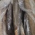 条冻鲶鱼，活鱼加工，出口非洲，适合餐厅饭堂手货源