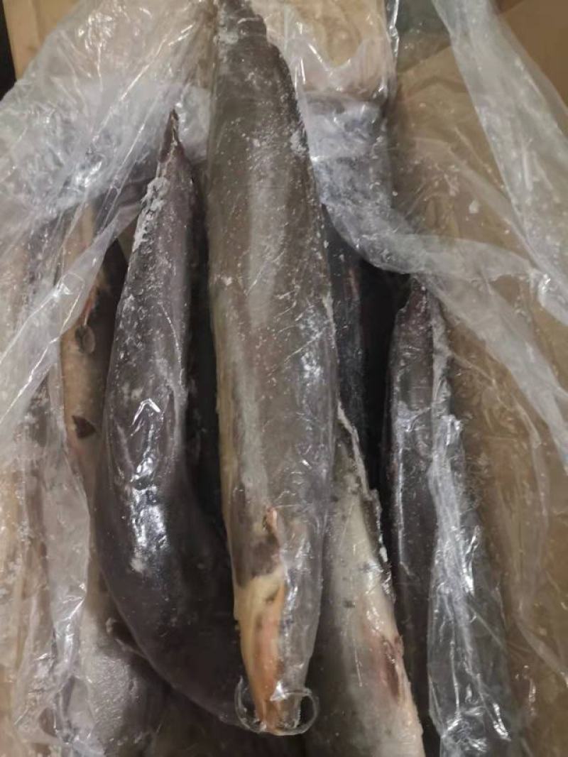 条冻鲶鱼，活鱼加工，出口非洲，适合餐厅饭堂手货源