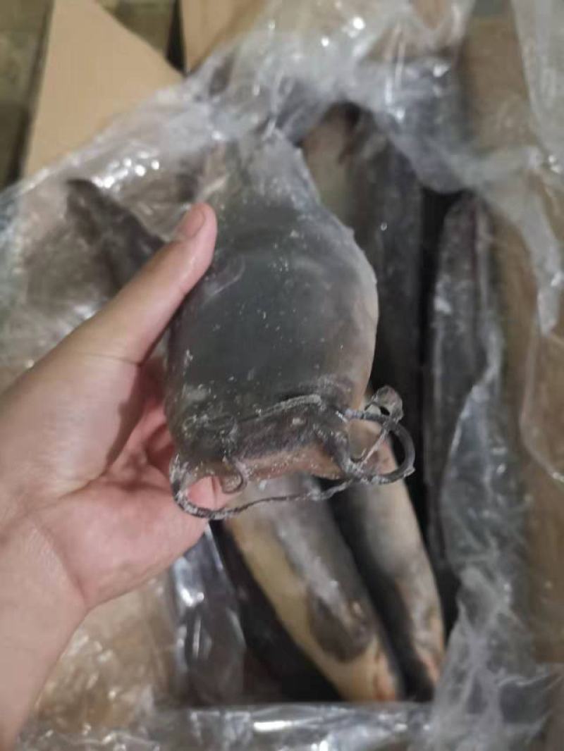 条冻鲶鱼，活鱼加工，出口非洲，适合餐厅饭堂手货源