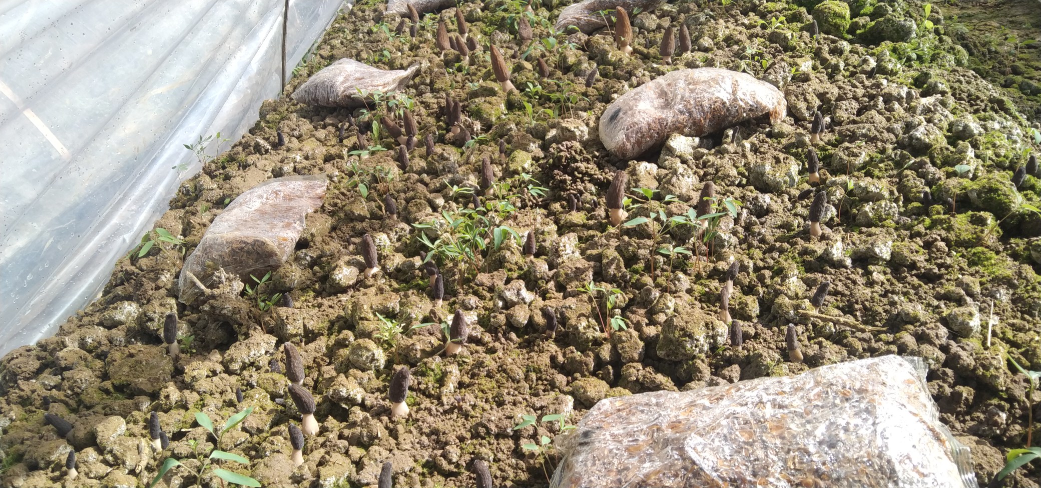 技术人员正进行羊肚菌营养袋标准化埋设:手持标尺定位袋距(行距1.0m、株距0.3m),营养袋竖直插入已整平畦面,袋口距土表2cm;背景可见覆土前湿润疏松的壤土及已铺设的微喷带;操作人员戴一次性手套,避免人为污染 羊肚菌营养袋埋设与覆土作业特写