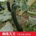 黑长南瓜种子吊瓜种子黑蜜南瓜墨绿长南瓜农家菜园易种植蔬