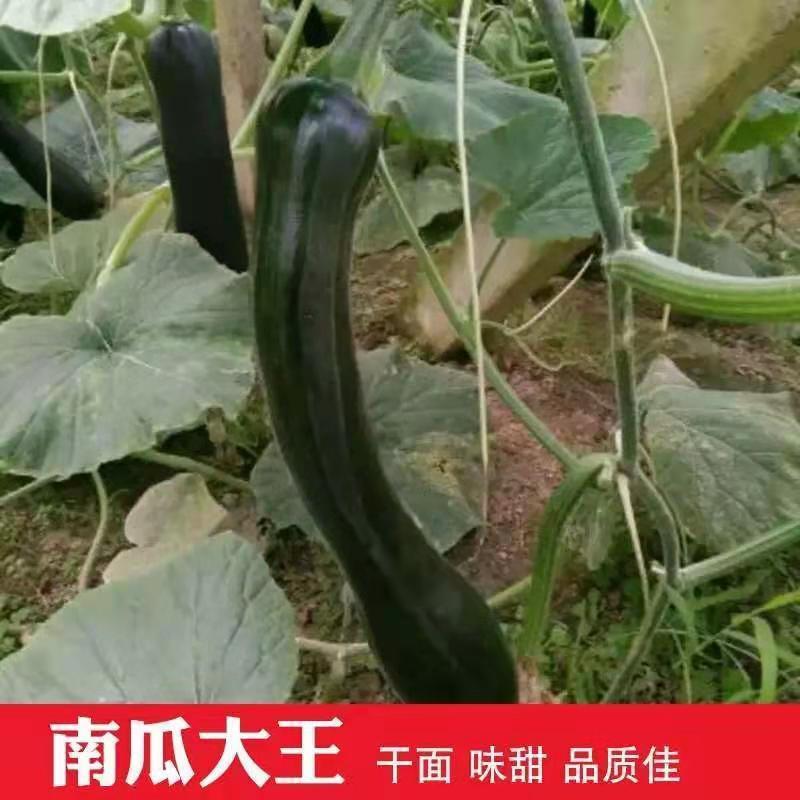 黑长南瓜种子吊瓜种子黑蜜南瓜墨绿长南瓜农家菜园易种植蔬
