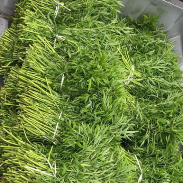 仙桃泥蒿