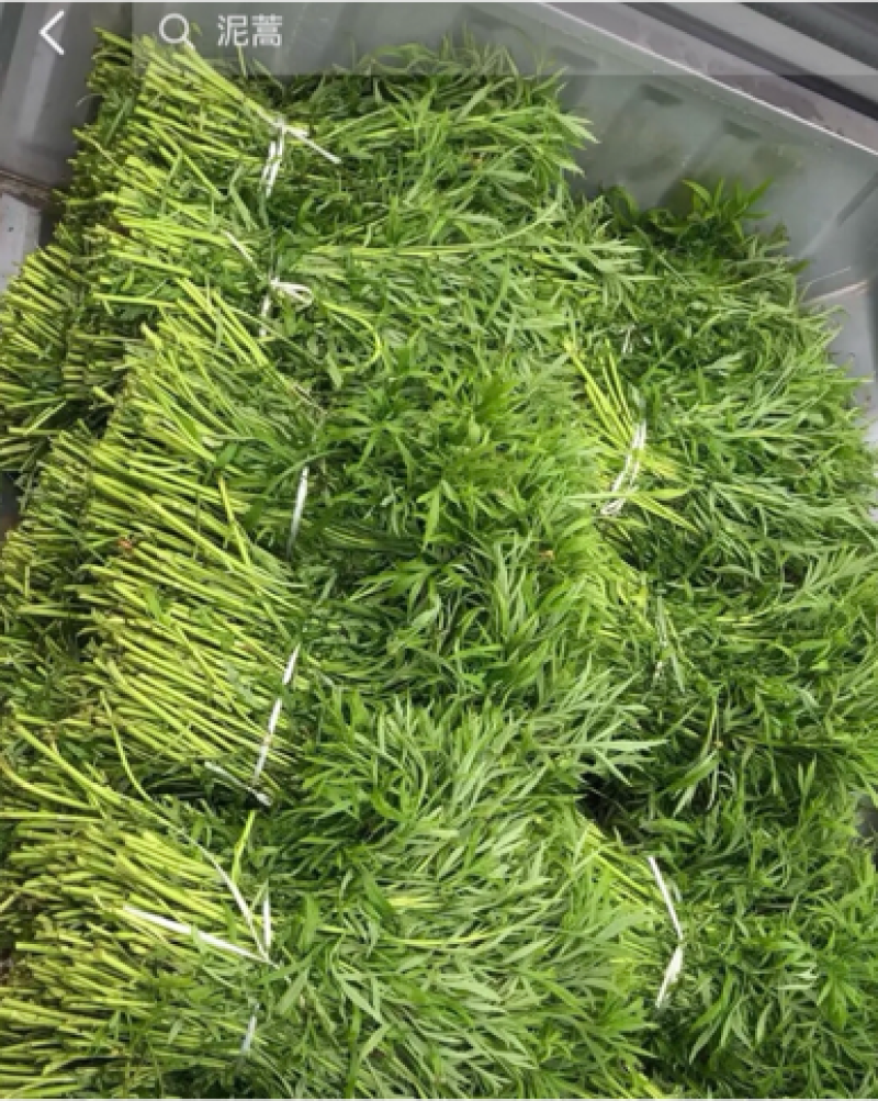 仙桃泥蒿