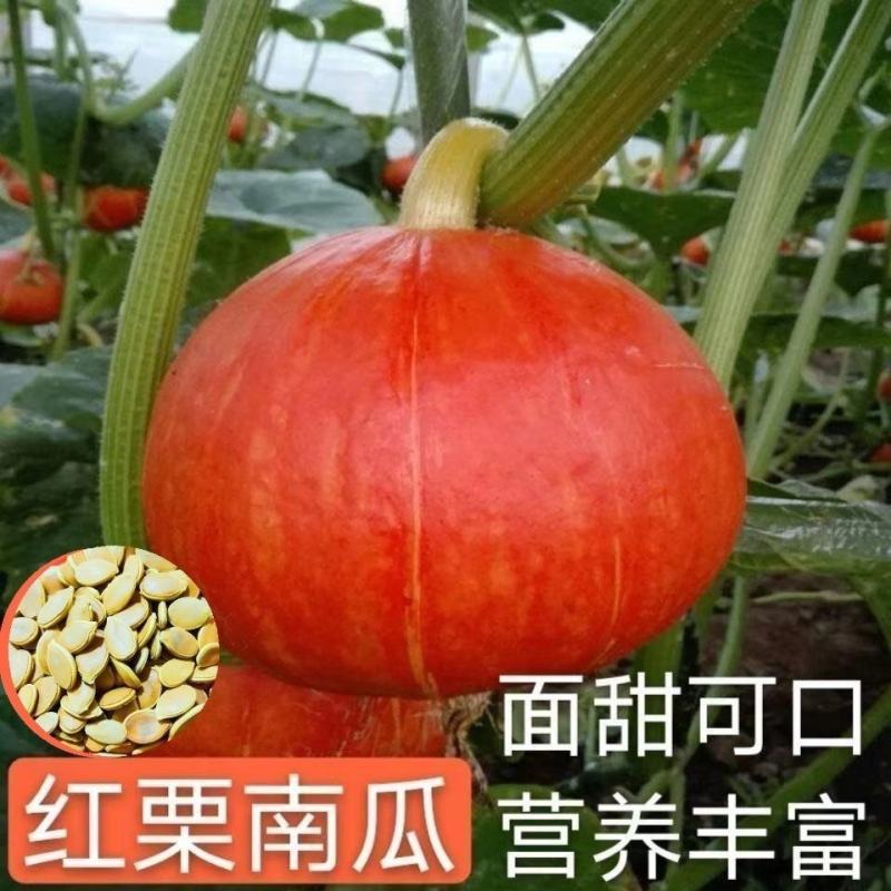 红栗南瓜种子甜面南瓜板栗红栗南瓜小金瓜种子大全四季蔬菜