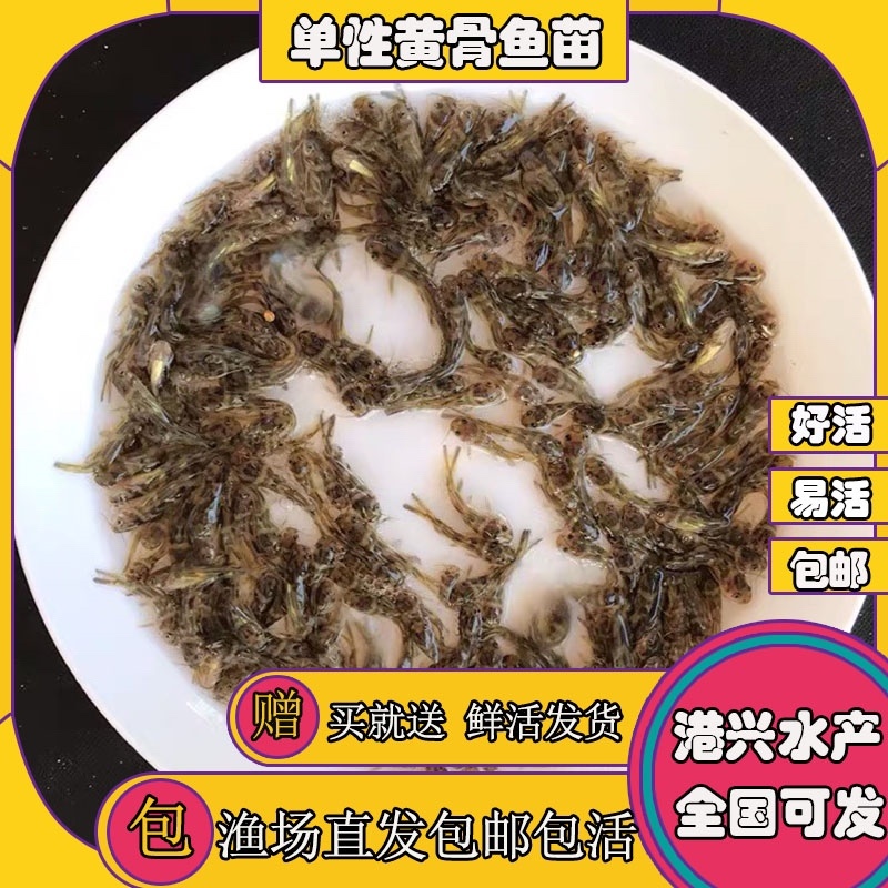 黄颡鱼黄骨子黄沙古黄角丁刺黃骨鱼苗🌟水花夏花水花苗