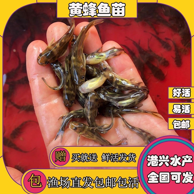 黄颡鱼黄骨子黄沙古黄角丁刺黃骨鱼苗🌟水花夏花水花苗