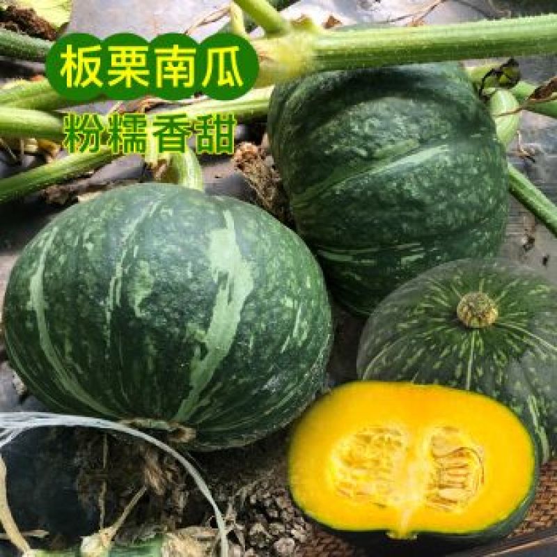 日本南瓜种子日本板栗小南瓜新品种甜面香糯春播蔬菜南瓜种子