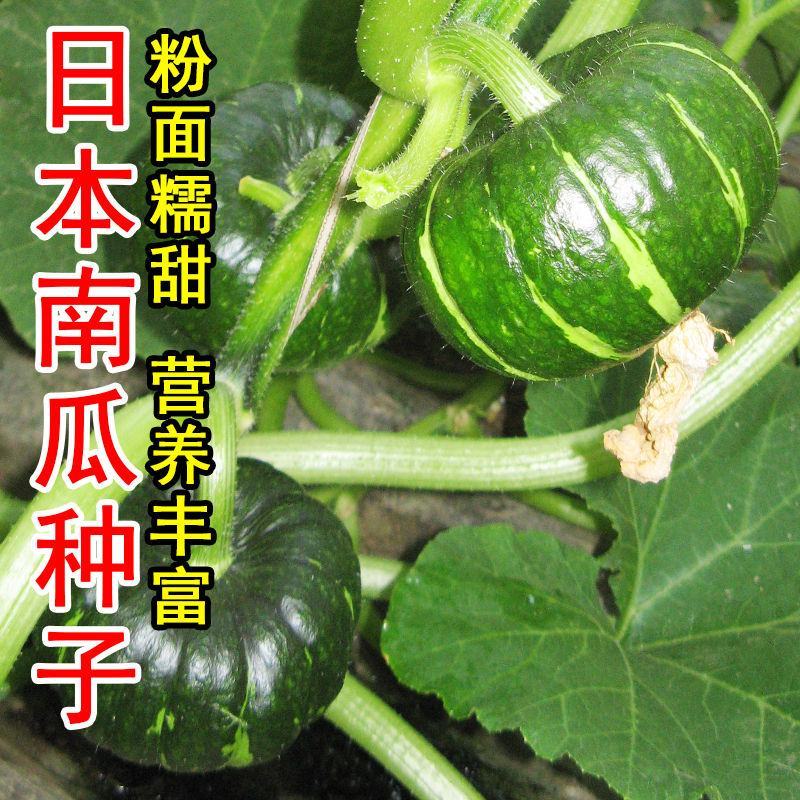 日本南瓜种子日本板栗小南瓜新品种甜面香糯春播蔬菜南瓜种子