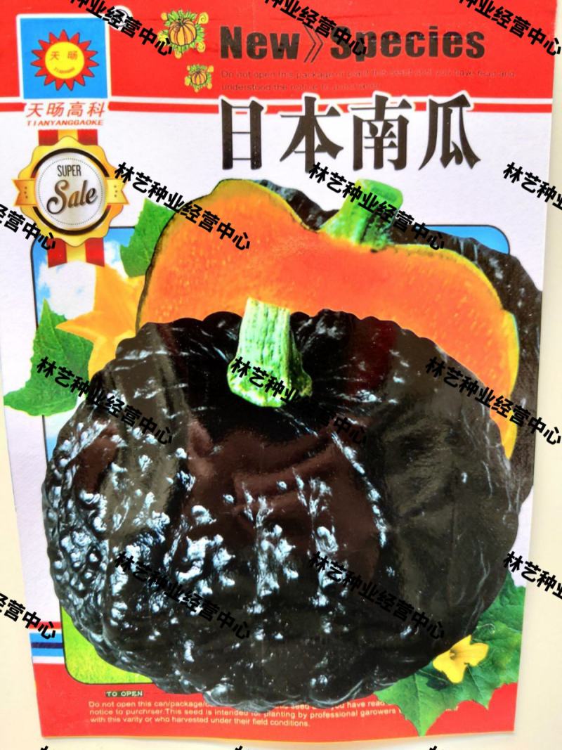 日本南瓜种子日本板栗小南瓜新品种甜面香糯春播蔬菜南瓜种子