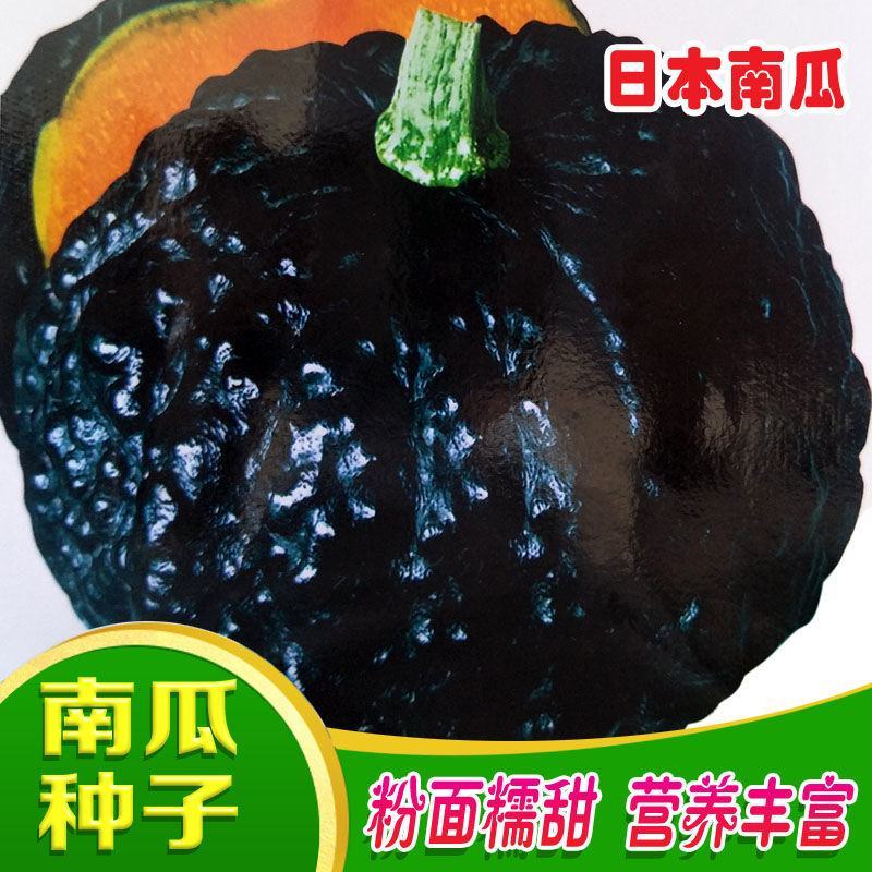 日本南瓜种子日本板栗小南瓜新品种甜面香糯春播蔬菜南瓜种子
