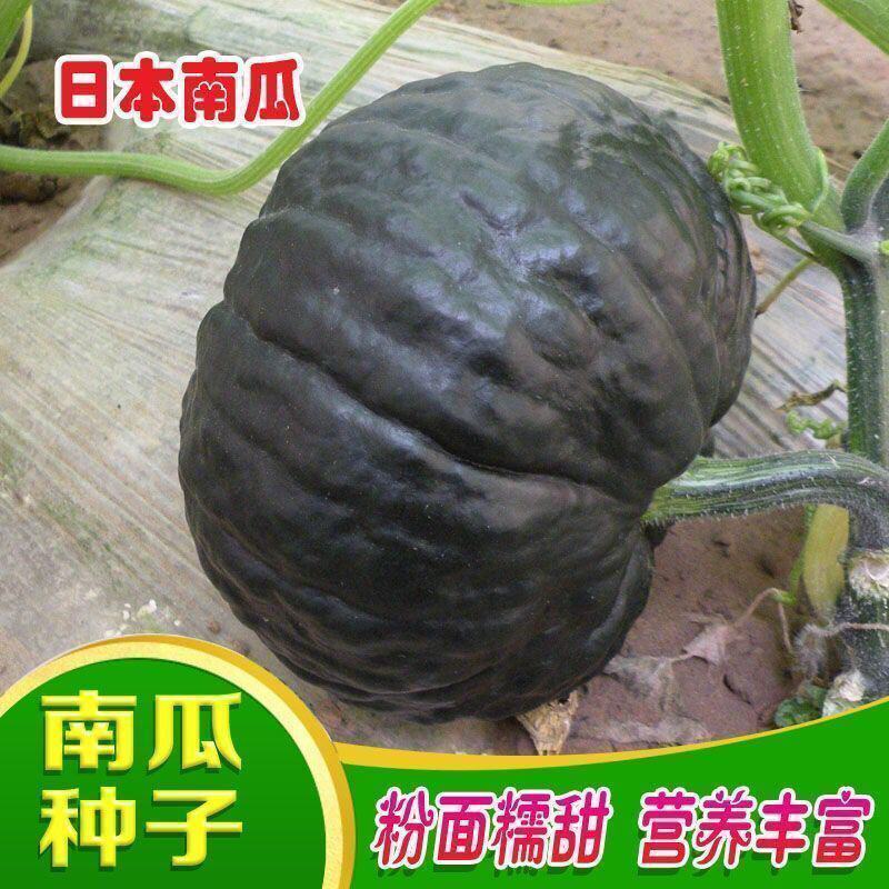 日本南瓜种子日本板栗小南瓜新品种甜面香糯春播蔬菜南瓜种子