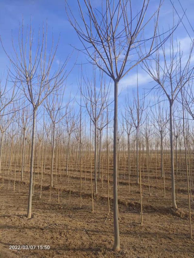 杜仲树3-10公分，杜仲树是绿化和药用树种，产地直发，