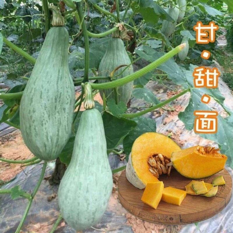 贵族南瓜种子春秋季新疆金丝栗瓜板栗南瓜种籽四季粉糯蔬菜种