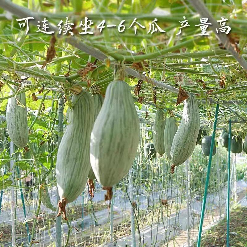 贵族南瓜种子春秋季新疆金丝栗瓜板栗南瓜种籽四季粉糯蔬菜种
